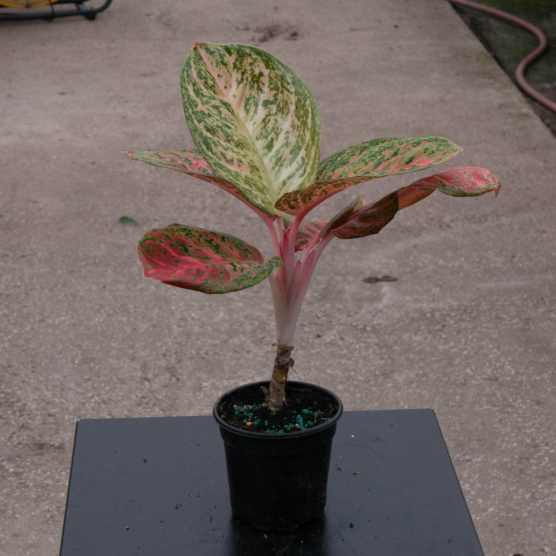 aglaonema sombat Aglaonema 'Orange Sombat'