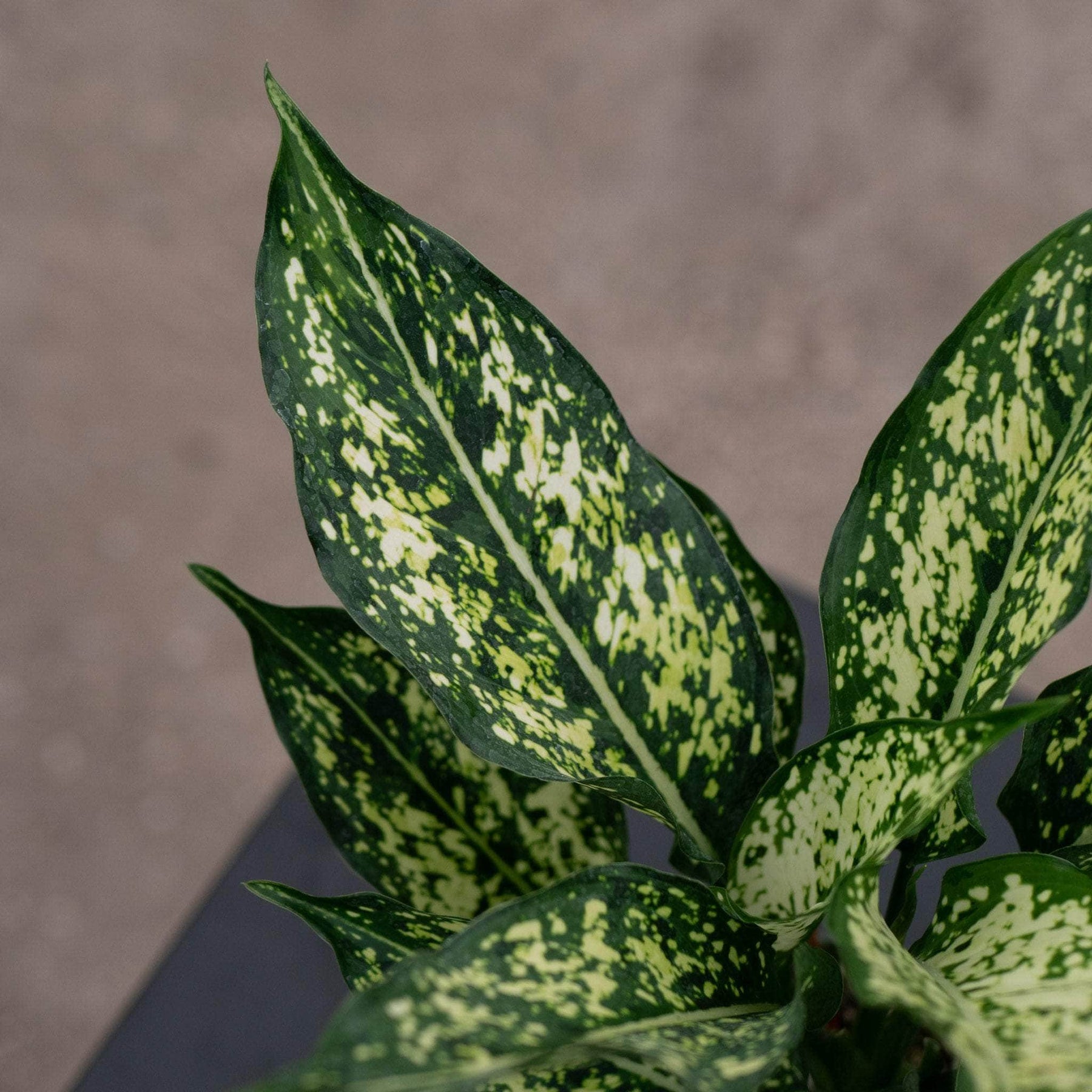 osaka white aglaonema Aglaonema 'Osaka'