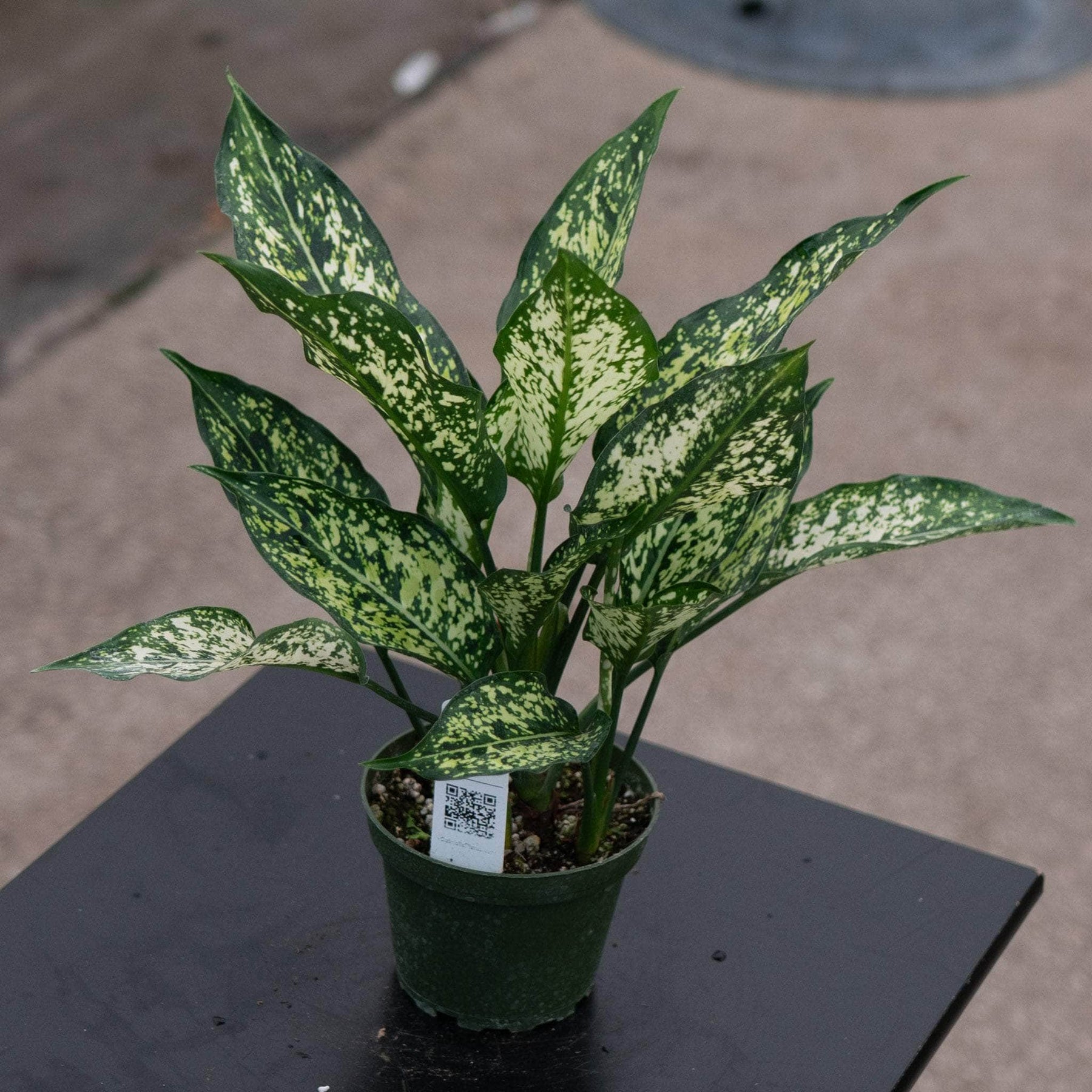 aglaonema hybrid plant Aglaonema 'Osaka'
