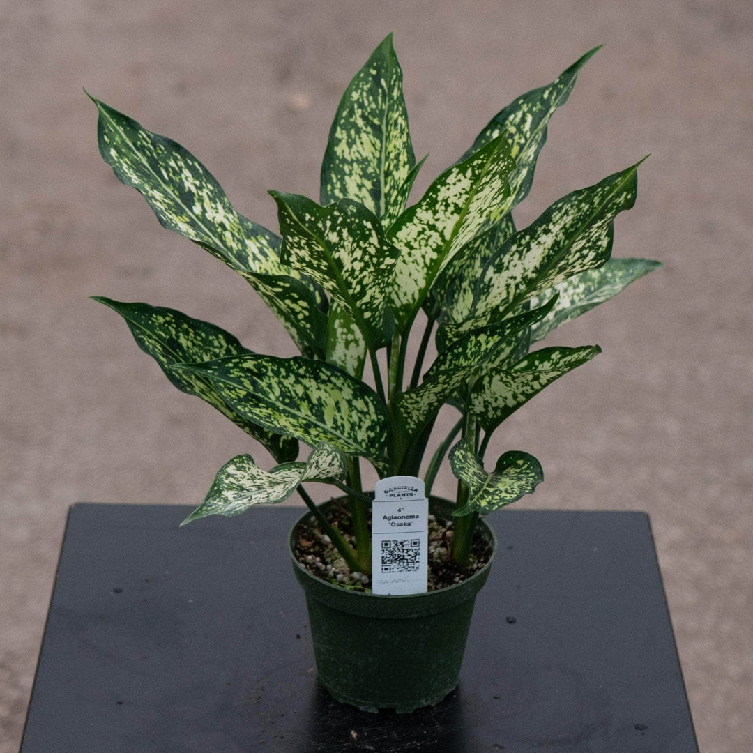 Gabriella Plants Aglaonema 4" Aglaonema 'Osaka'