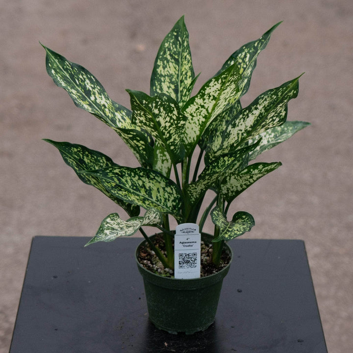 Gabriella Plants Aglaonema 4" Aglaonema 'Osaka'