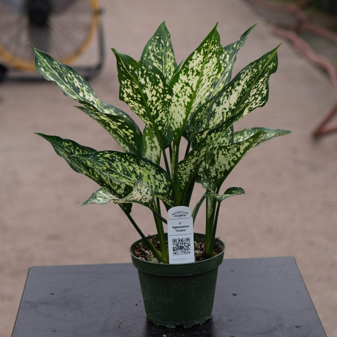 aglaonema aglos Aglaonema 'Osaka'