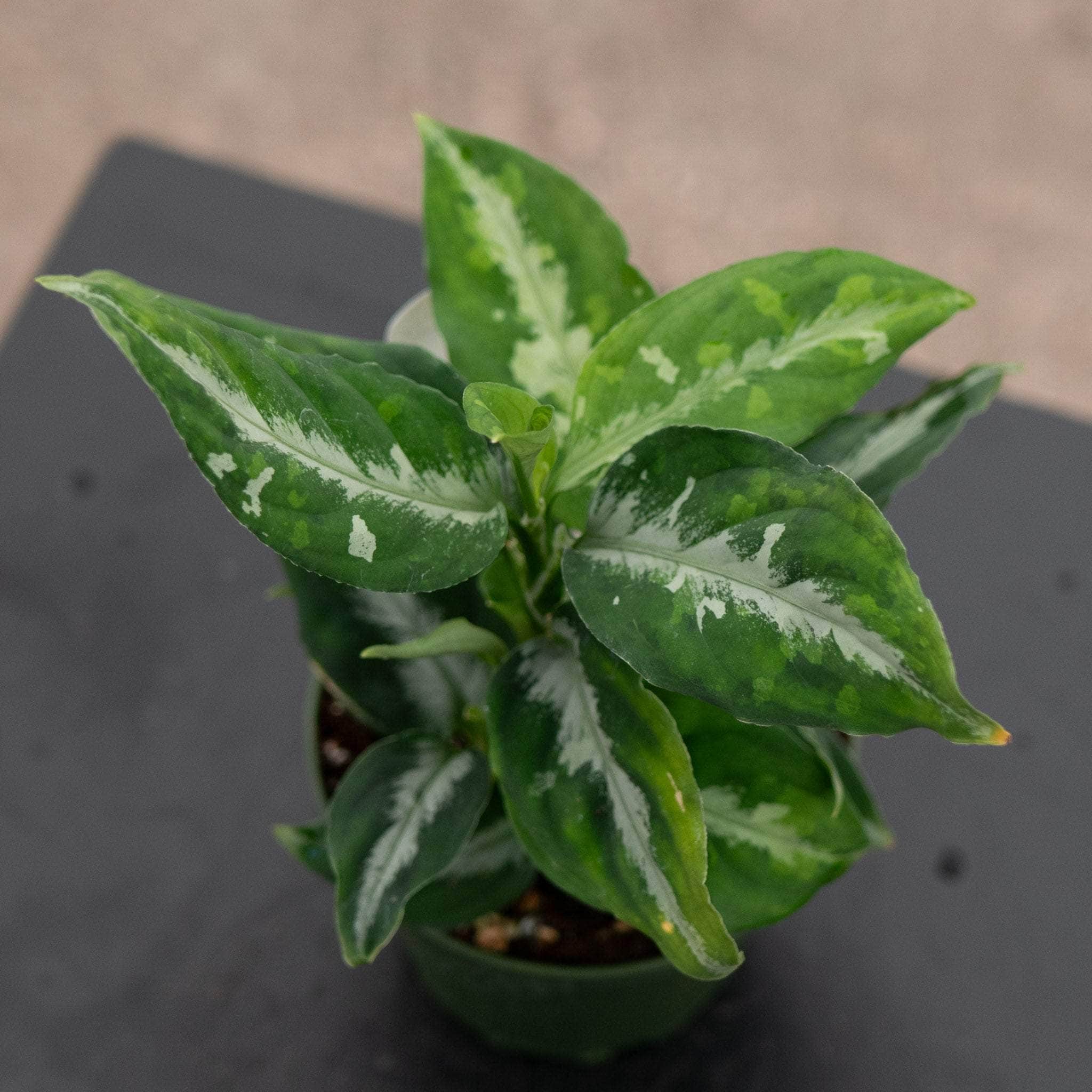 【 あられ】 Aglaonema pictum Aglaonema Tricolor (Aglaonema pictum tricolor) – Logee's Plants