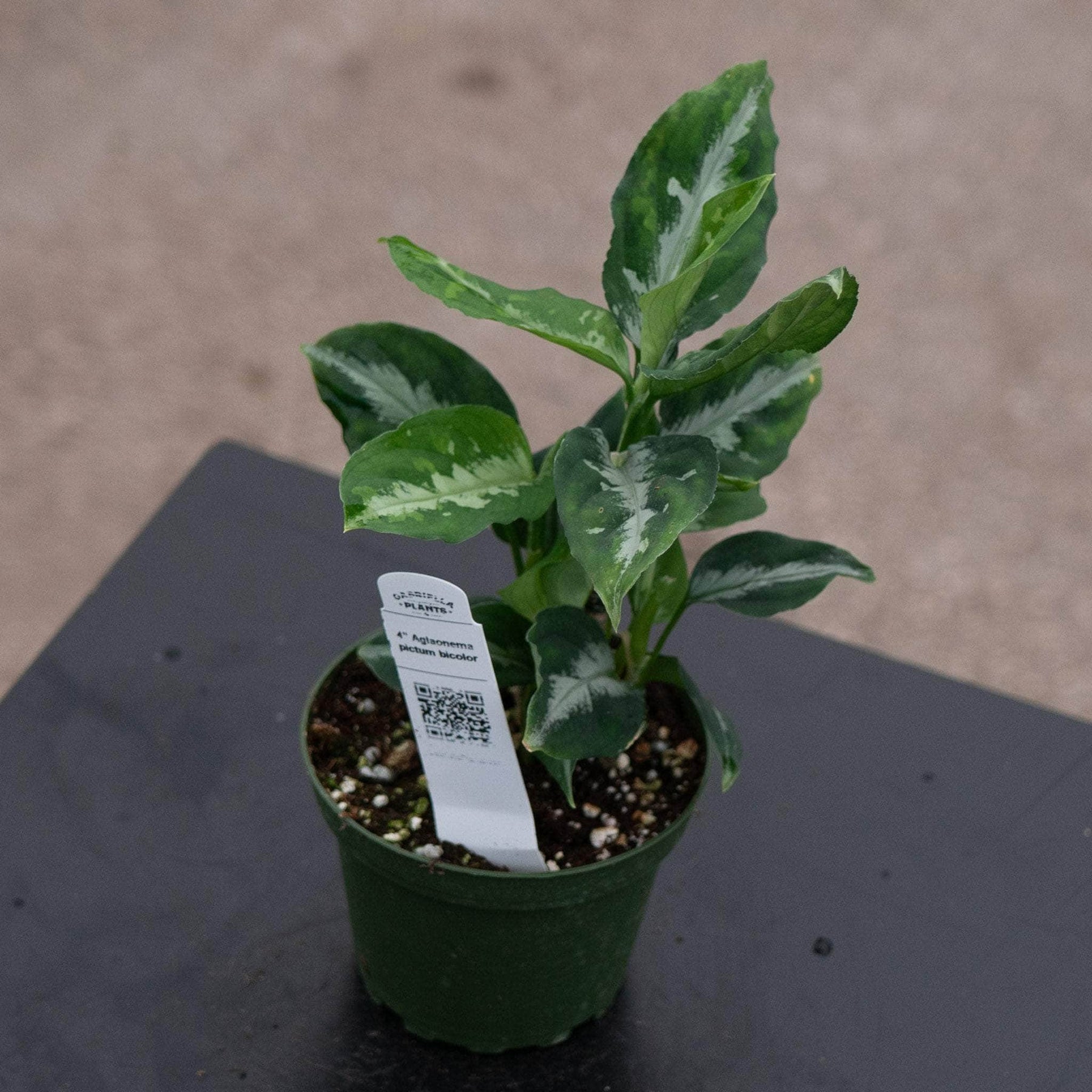 【Weed】Aglaonema pictum Aglaonema pictum bicolor - Gabriella Plants