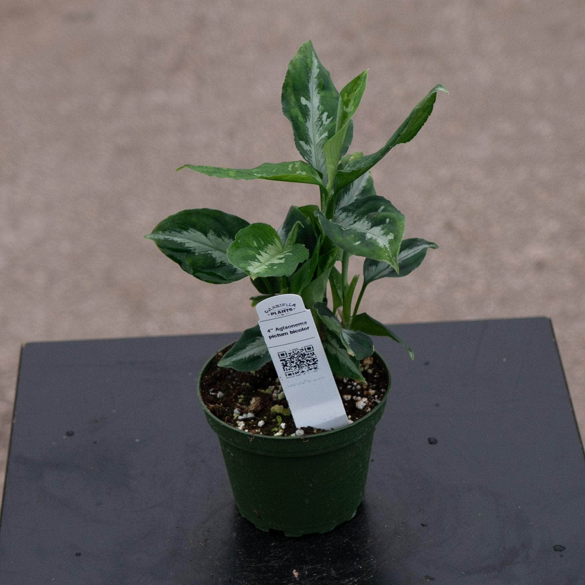 【Weed】Aglaonema pictum Aglaonema Pictum Tricolor | Houseplant | Always Affordable