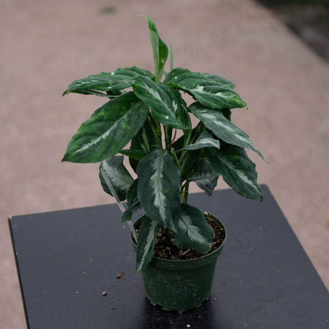 aglaonema pictum tricolor sibolga Aglaonema pictum bicolor