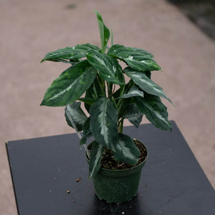 Gabriella Plants Aglaonema 4" Aglaonema pictum bicolor