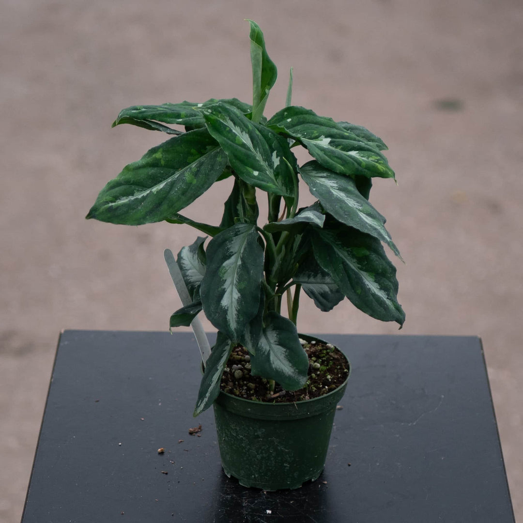 aglaonema pictum Aglaonema pictum bicolor