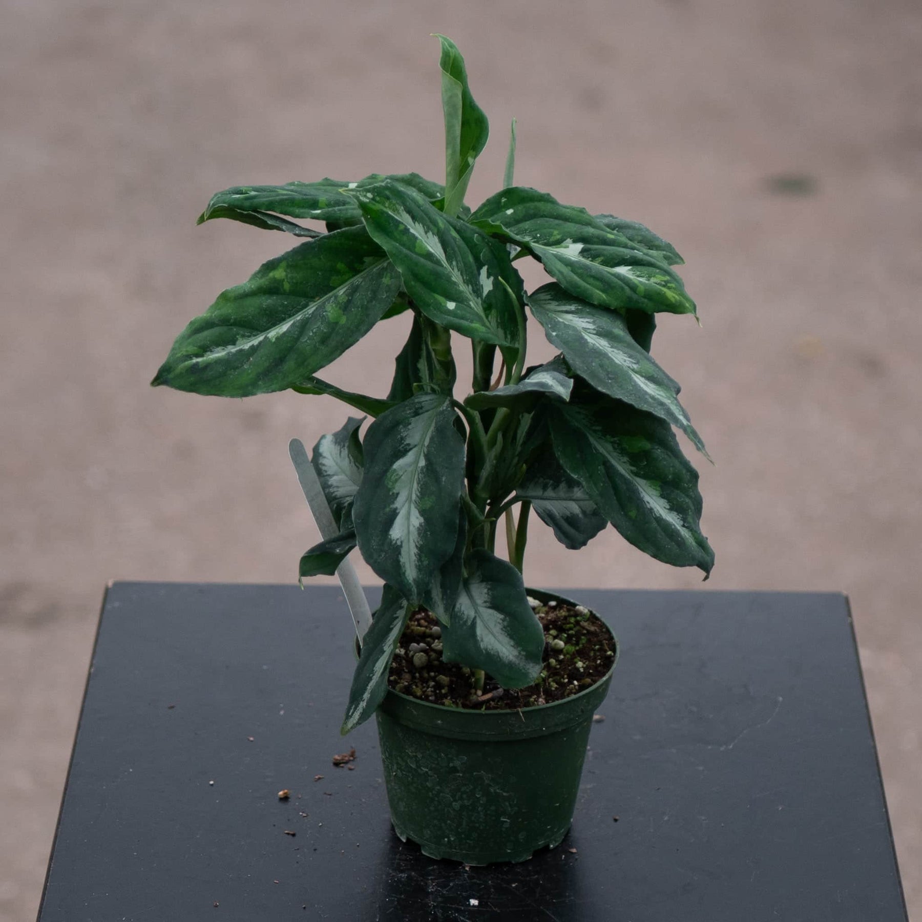 aglaonema pictum bicolor for sale Aglaonema pictum bicolor