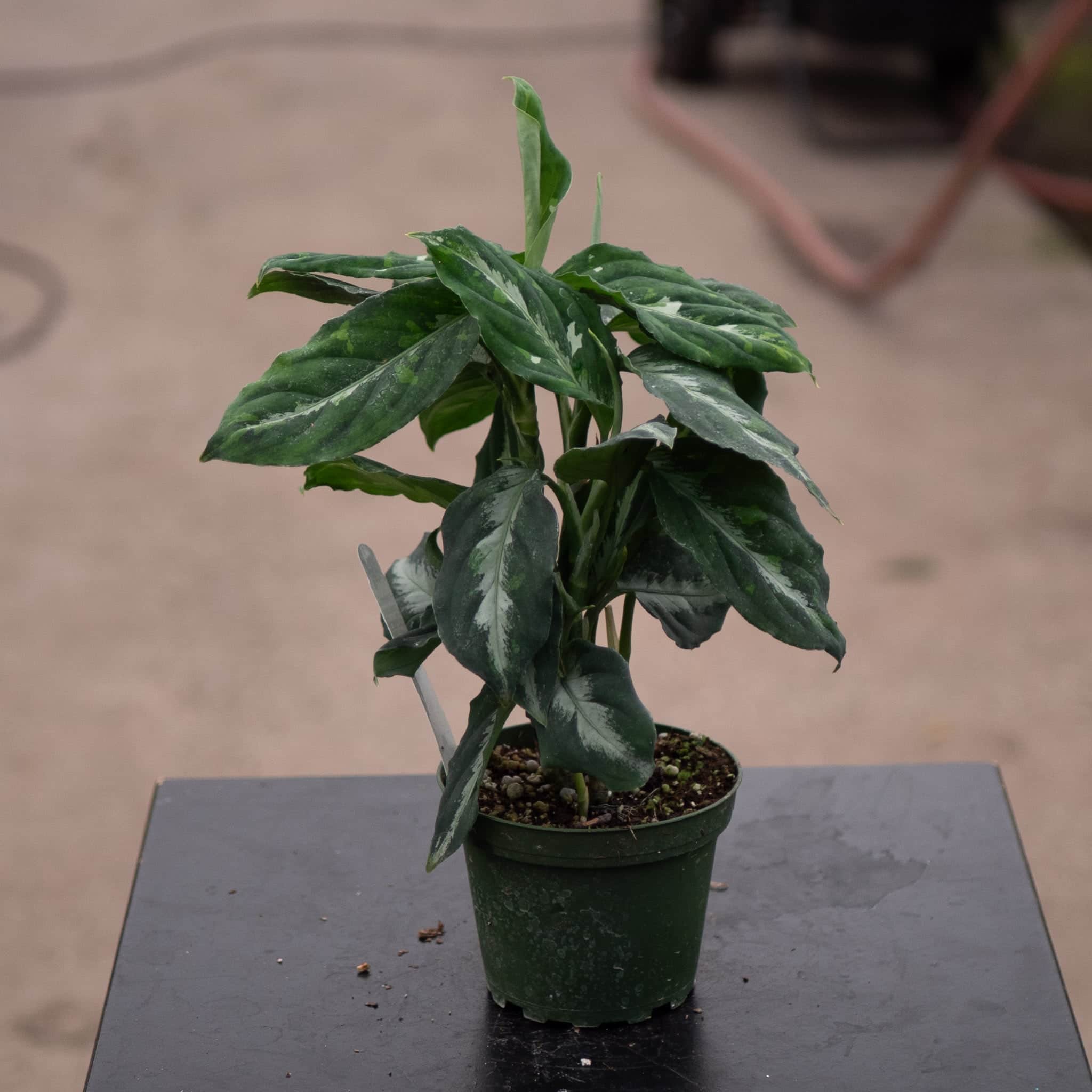 Aglaonema pictum bicolor - Gabriella Plants