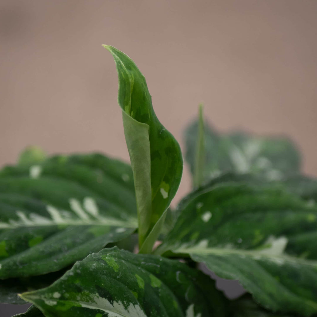 aglaonema pictum bicolor for sale Aglaonema pictum bicolor