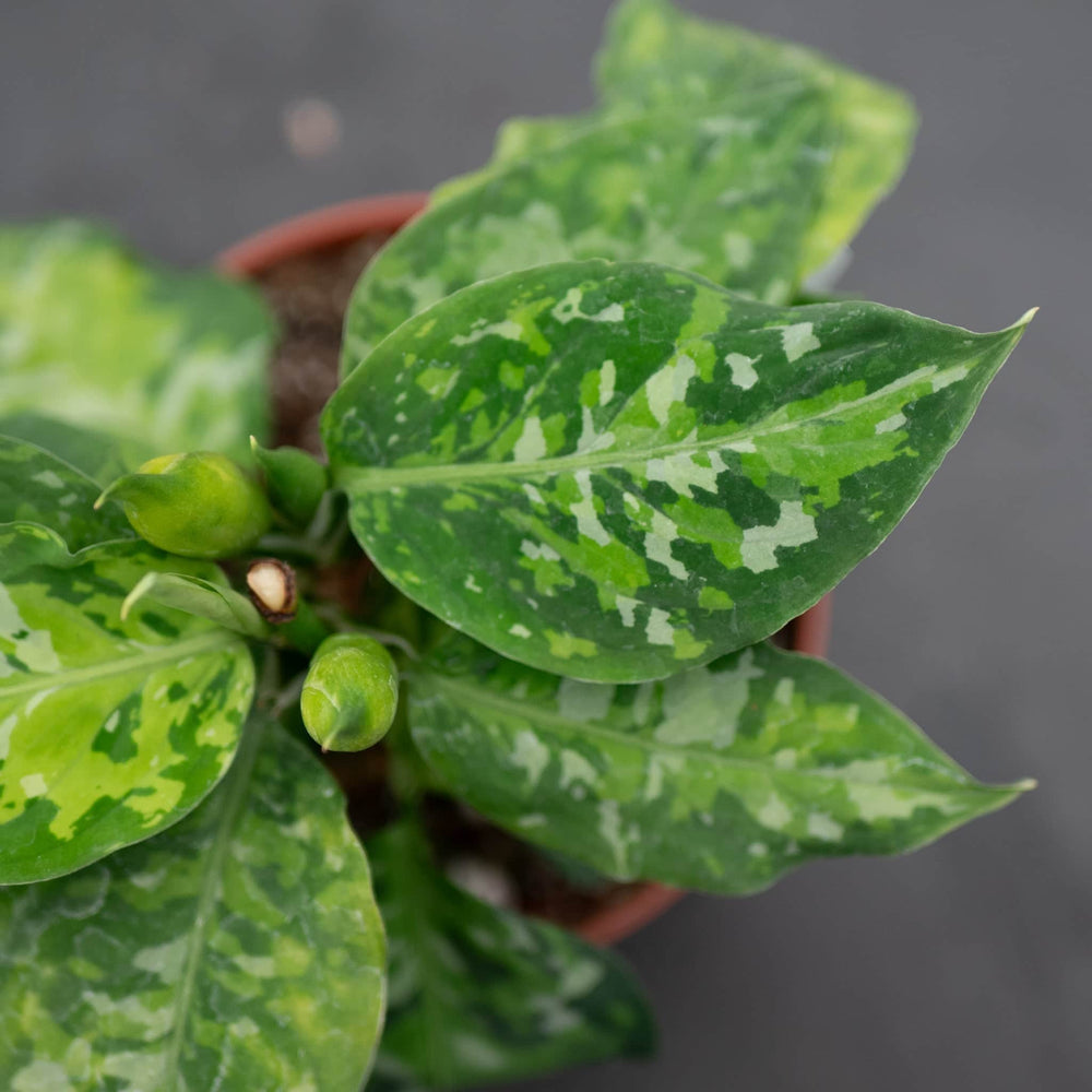 Gabriella Plants Aglaonema 4" Aglaonema pictum tricolor