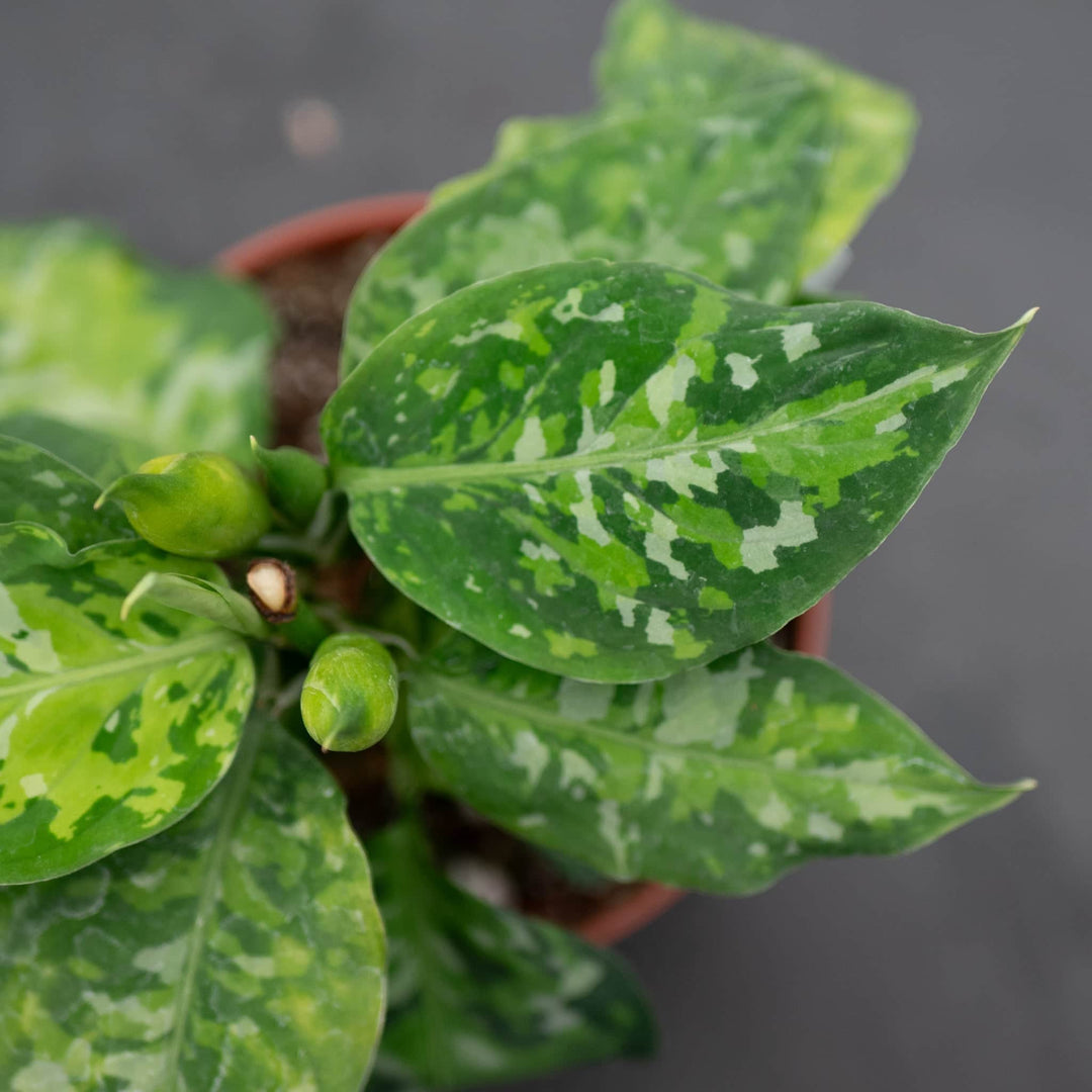 Gabriella Plants Aglaonema 4" Aglaonema pictum tricolor
