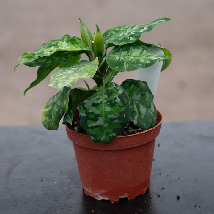 Gabriella Plants Aglaonema 4" Aglaonema pictum tricolor