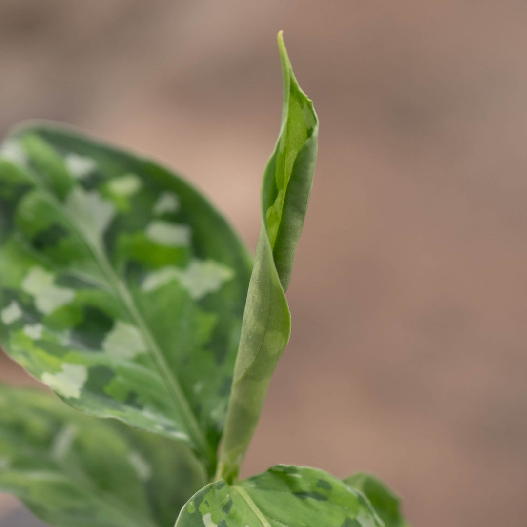 aglaonema pictum tricolor australia ebay Aglaonema pictum tricolor