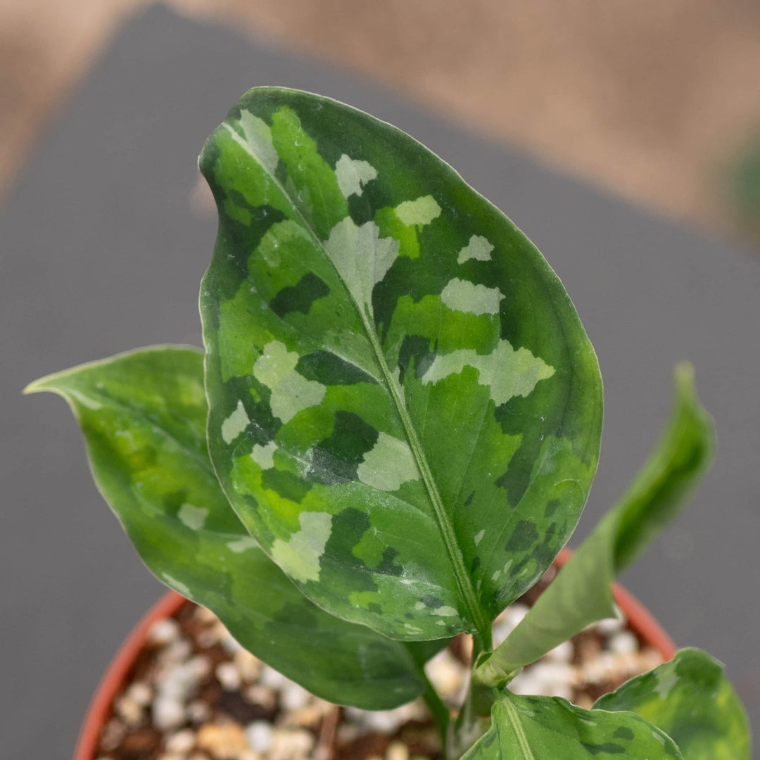 aglaonema pictum tricolor peacock Aglaonema pictum tricolor