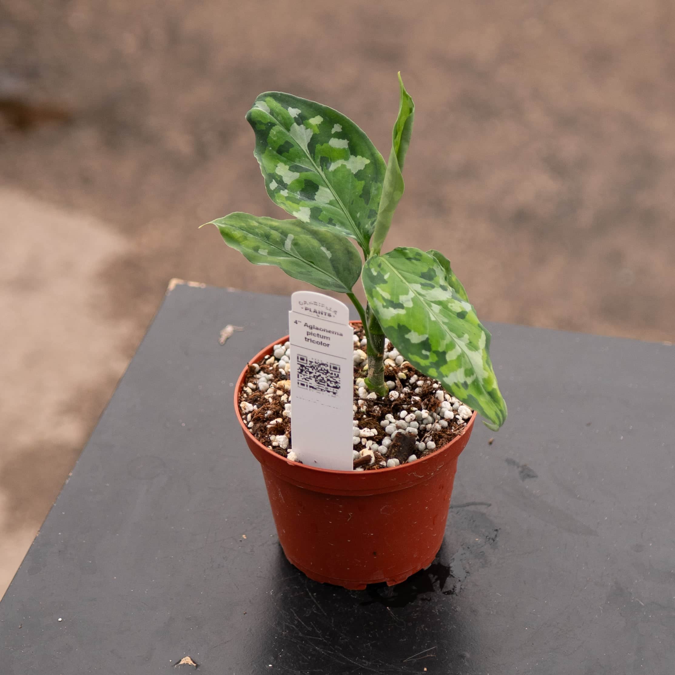 Aglaonema pictum tricolor - Gabriella Plants