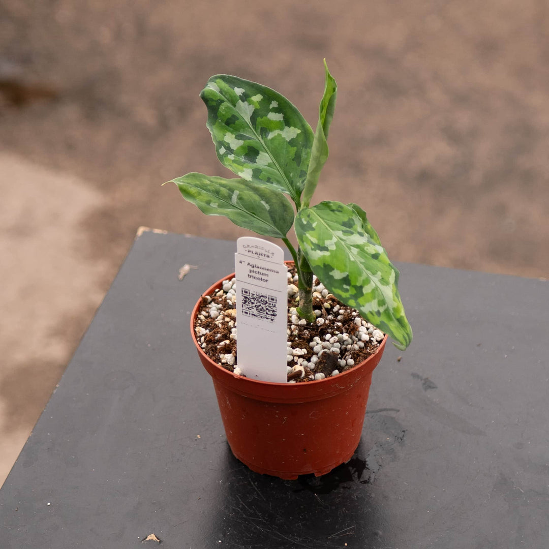 aglaonema pictum for sale Aglaonema pictum tricolor