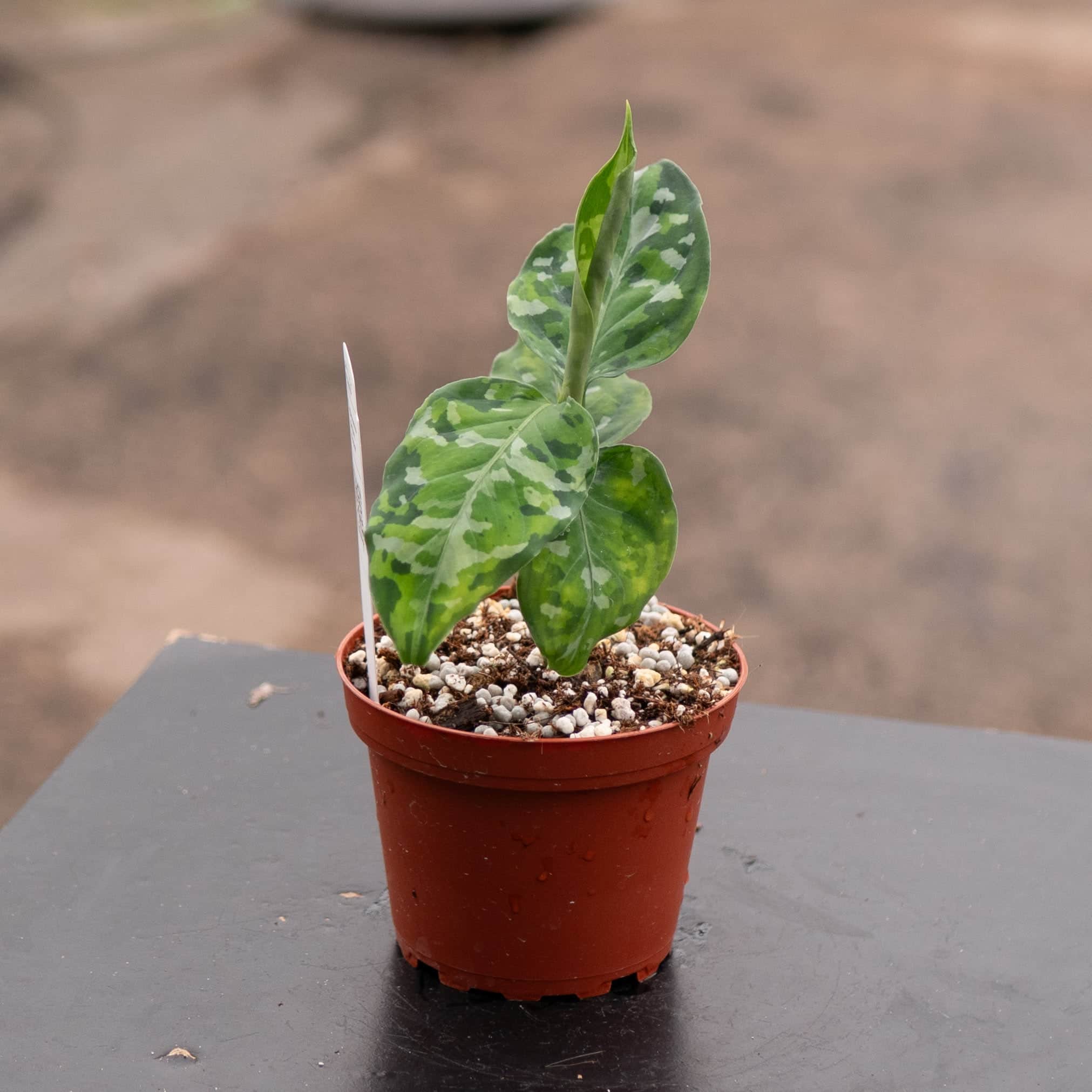 Aglaonema pictum tricolor - Gabriella Plants