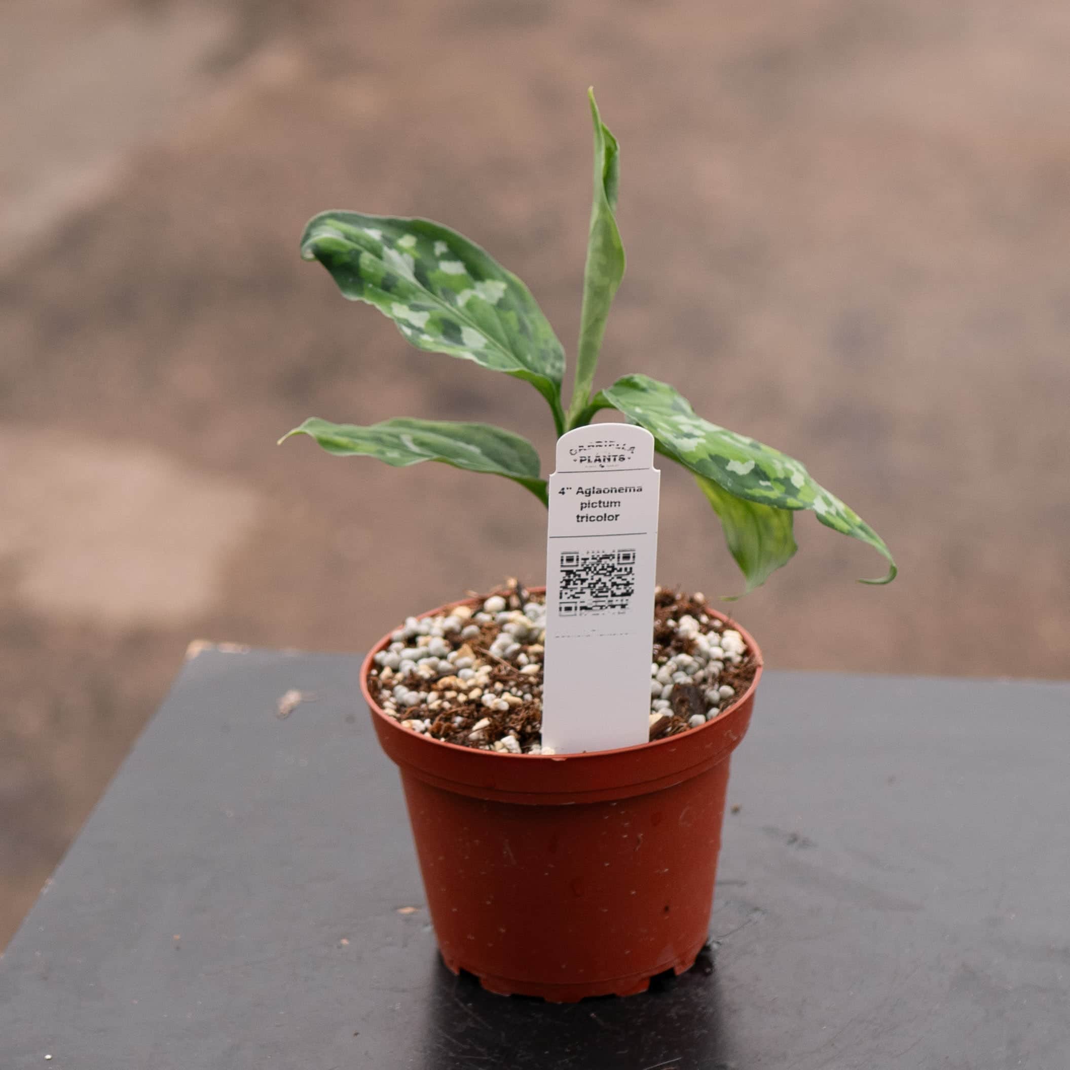 Aglaonema pictum tricolor - Gabriella Plants