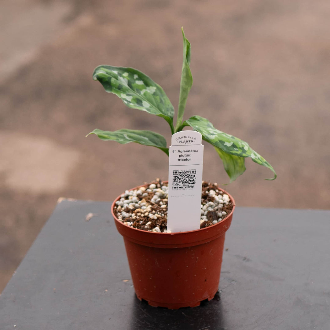 aglaonema pictum tricolor buy Aglaonema pictum tricolor