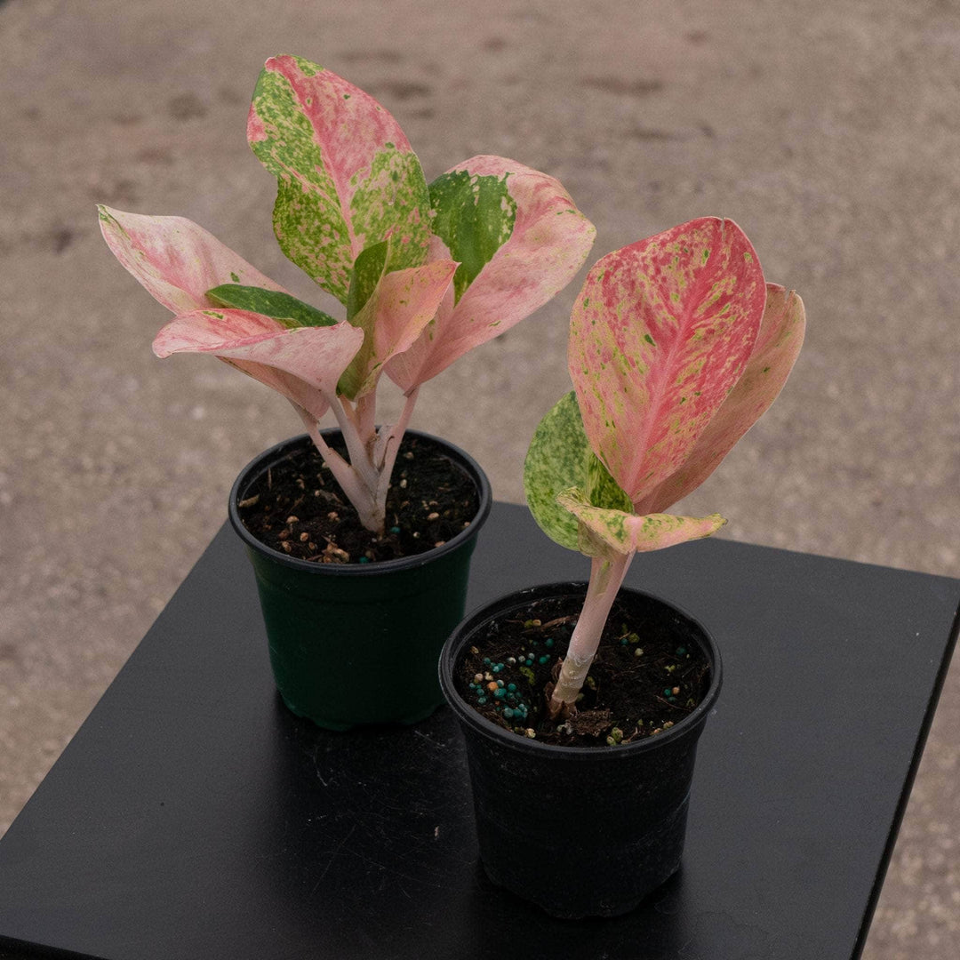 light pink aglaonema varieties pink Aglaonema 'Pink Emerald'