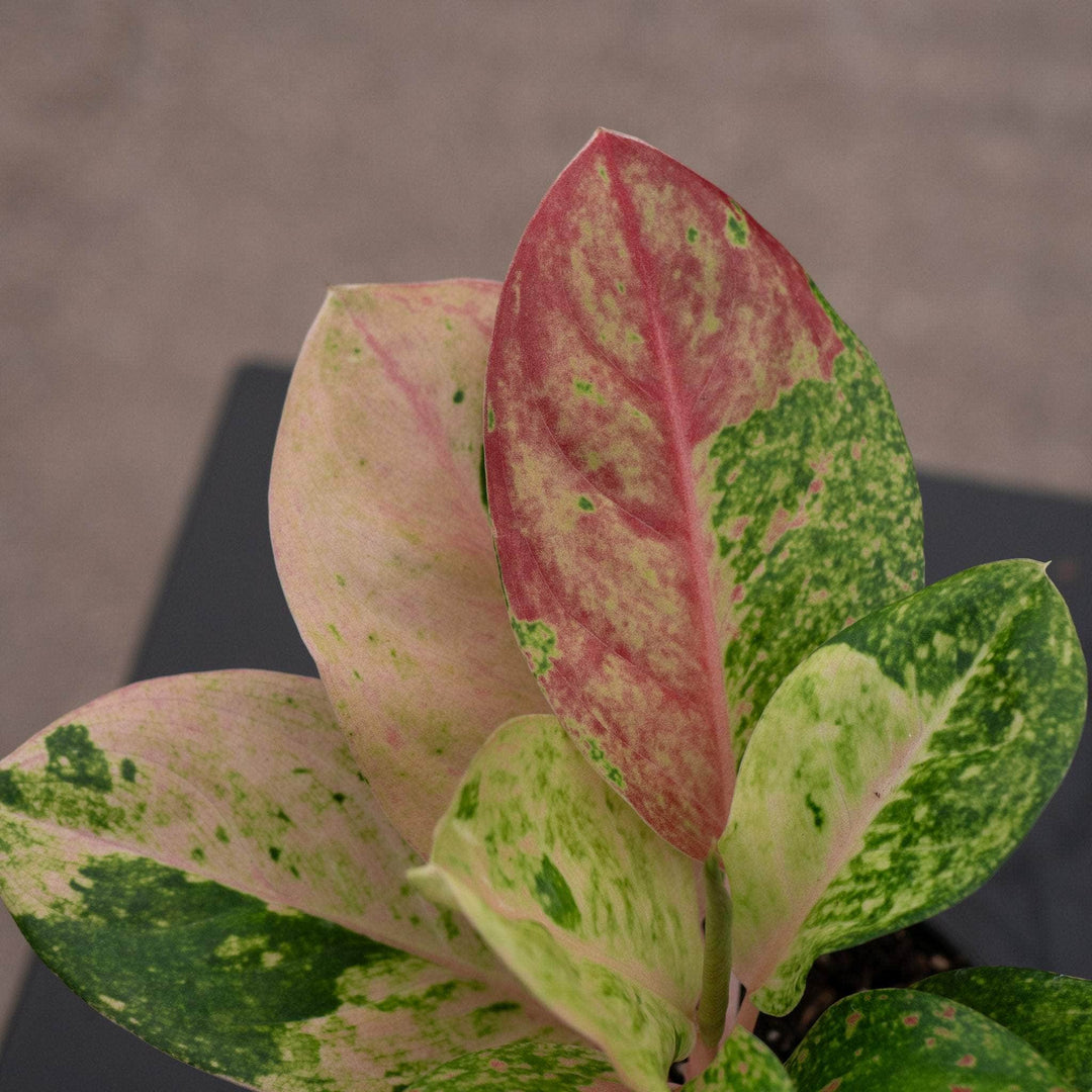 aglaonema crete pink Aglaonema 'Pink Emerald'