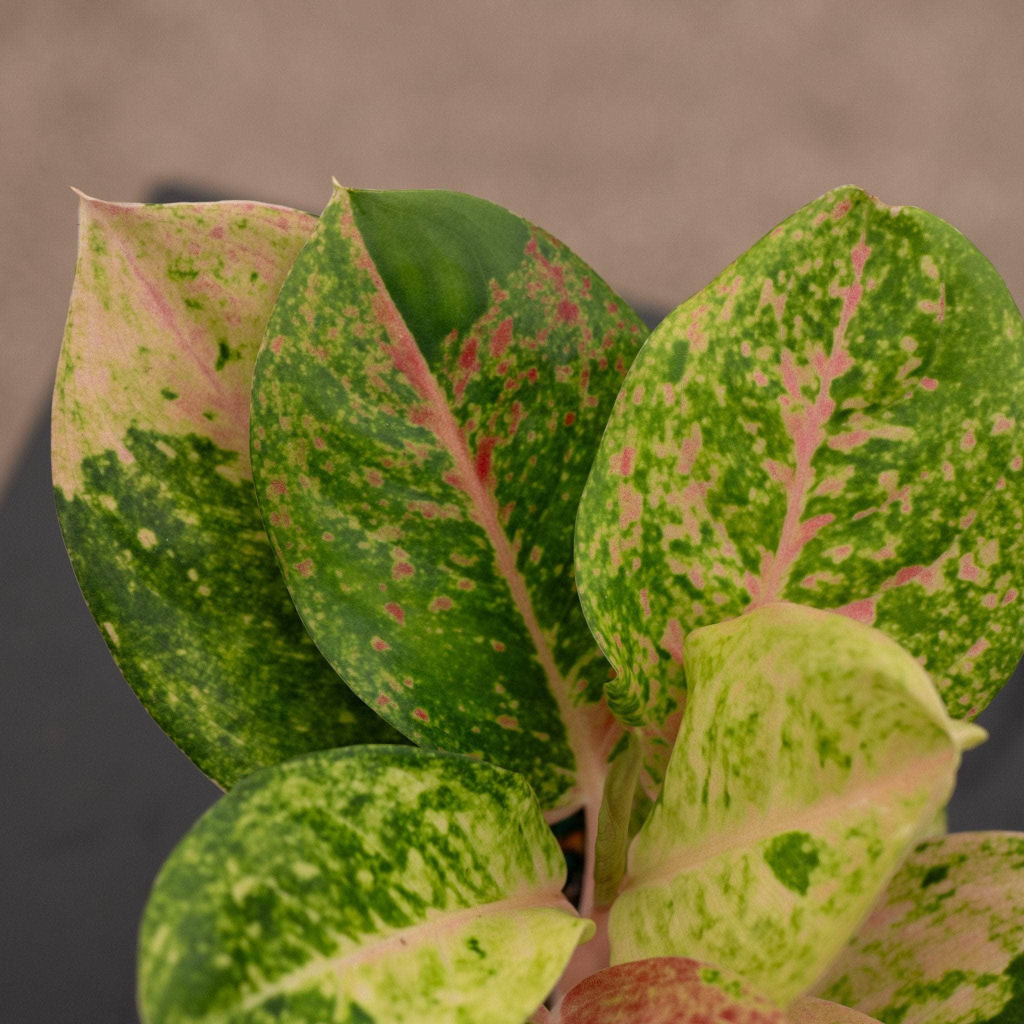 Aglaonema 'Pink Emerald' - Gabriella Plants
