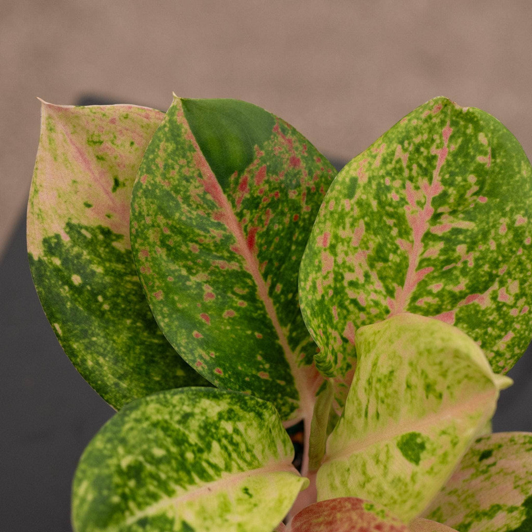 pink emerald aglaonema Aglaonema 'Pink Emerald'
