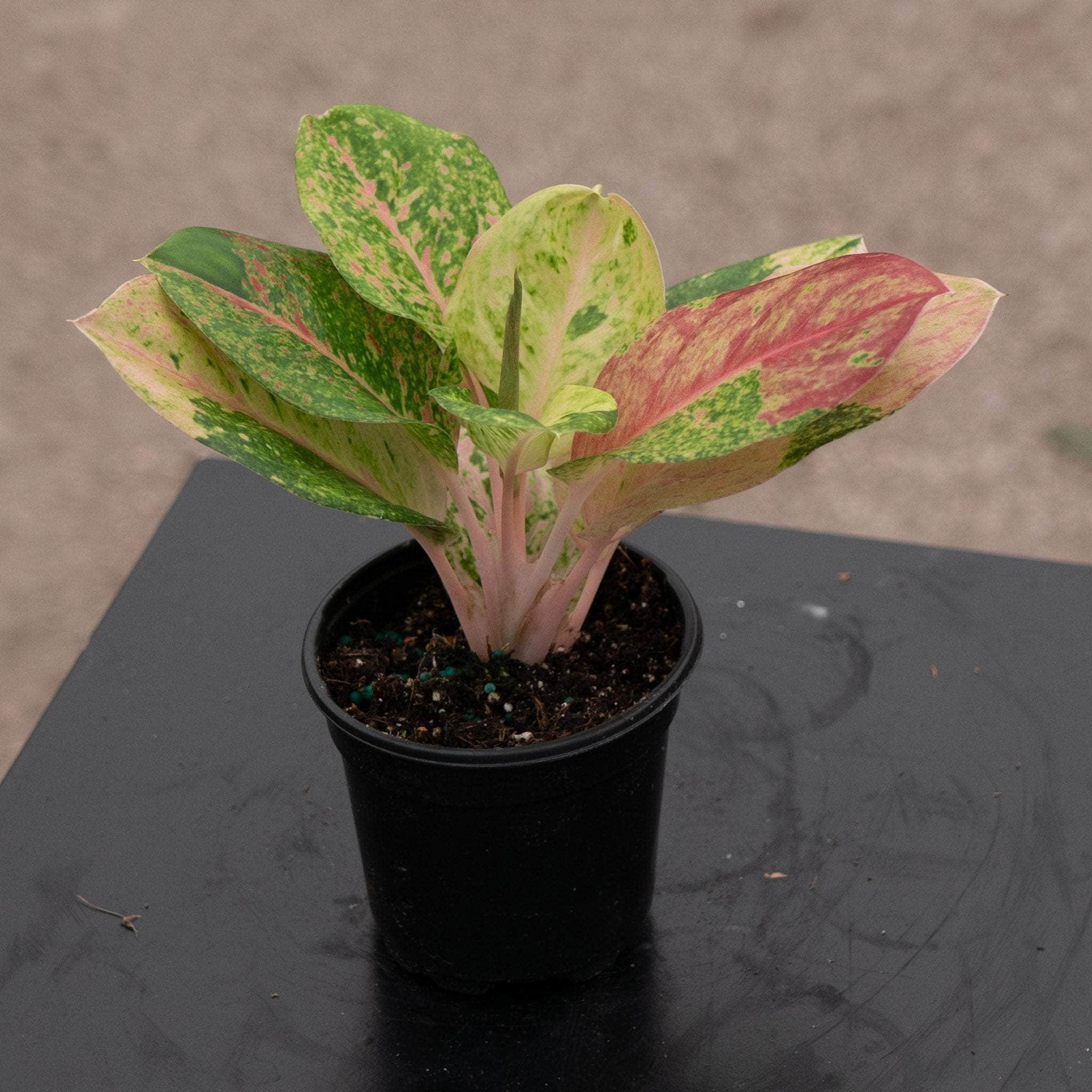 aglaonema emerald green Aglaonema 'Pink Emerald'