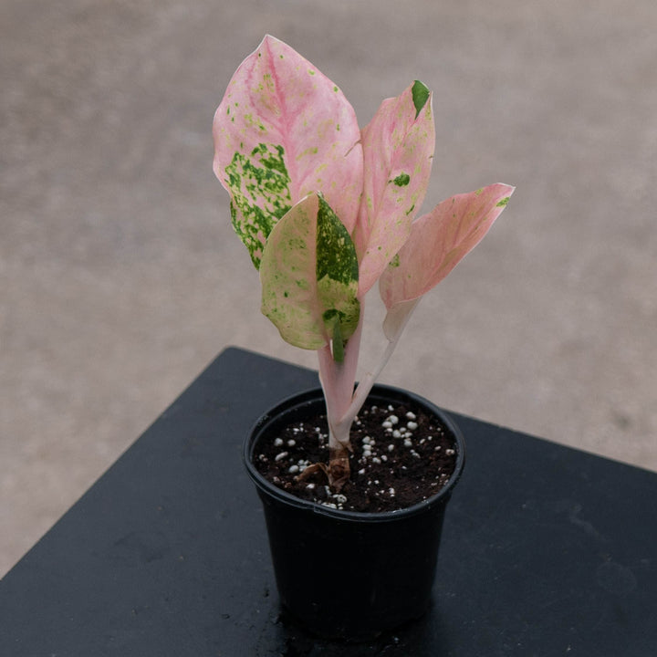 Gabriella Plants Aglaonema 4" Aglaonema &