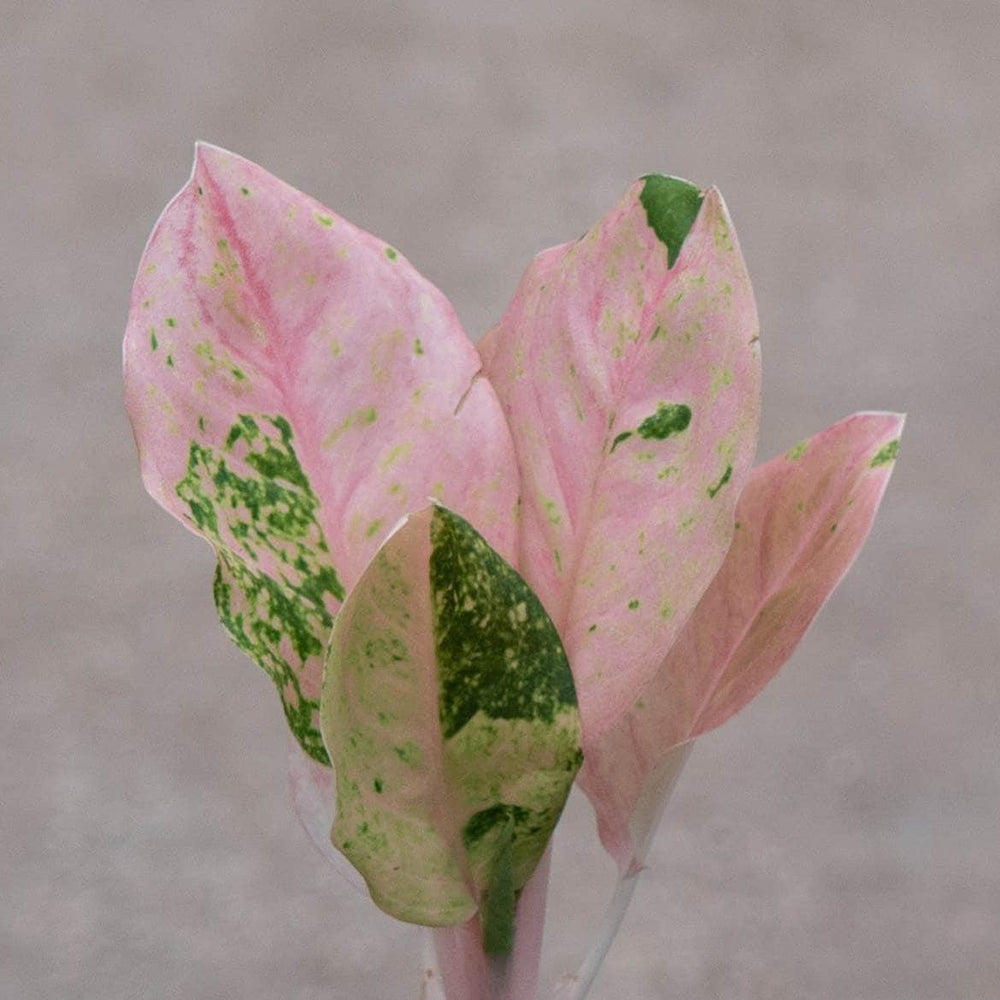 Gabriella Plants Aglaonema 4" Aglaonema 'Pink Emerald'