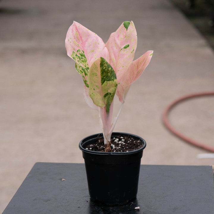 Gabriella Plants Aglaonema 4" Aglaonema &