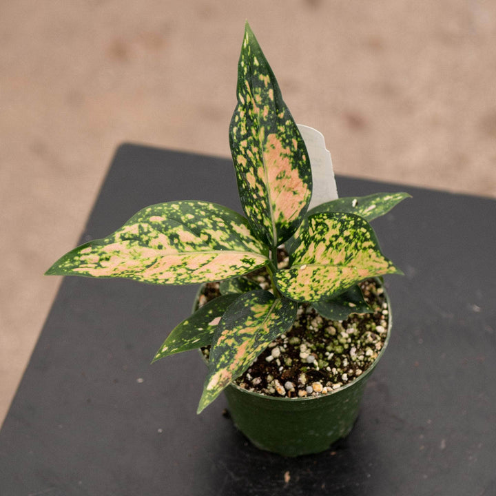 Gabriella Plants Aglaonema 4" Aglaonema 'Pink Star'
