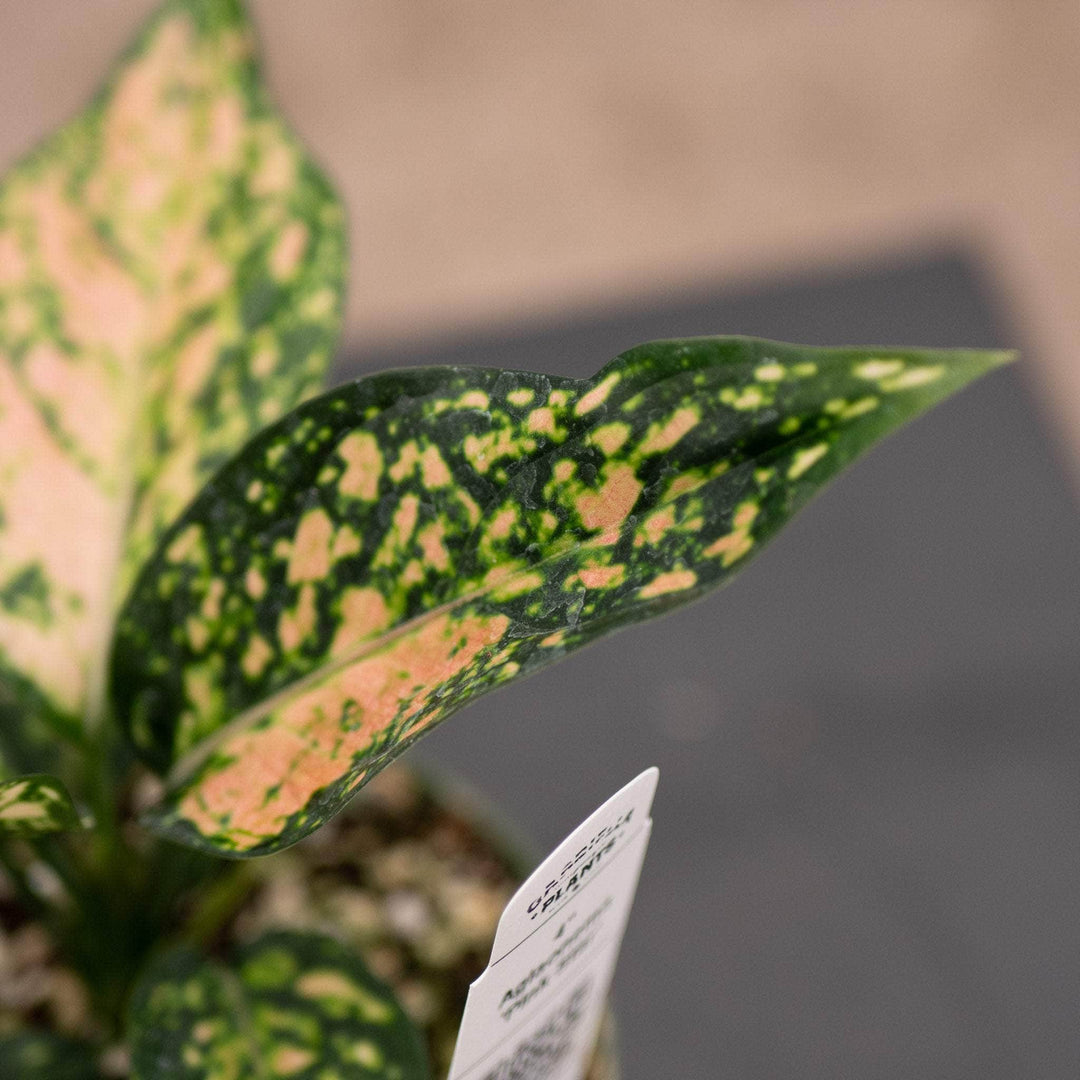 Gabriella Plants Aglaonema 4" Aglaonema 'Pink Star'