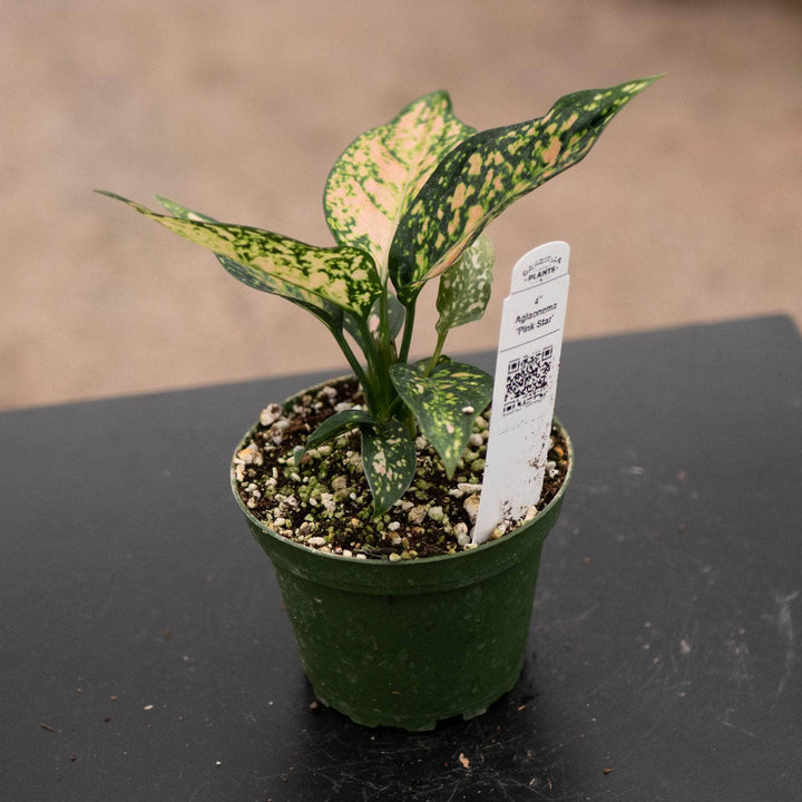Gabriella Plants Aglaonema 4" Aglaonema 'Pink Star'