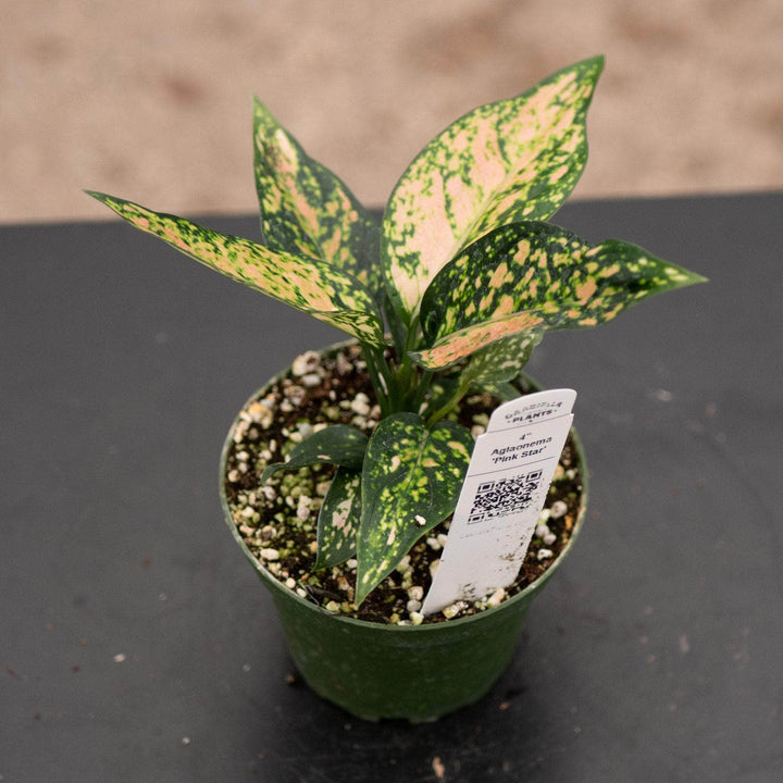 Gabriella Plants Aglaonema 4" Aglaonema 'Pink Star'