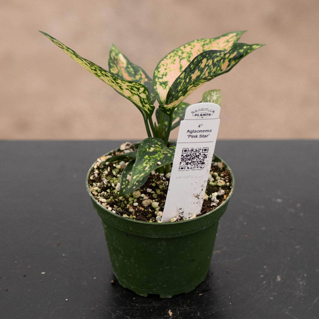 Gabriella Plants Aglaonema 4" Aglaonema 'Pink Star'