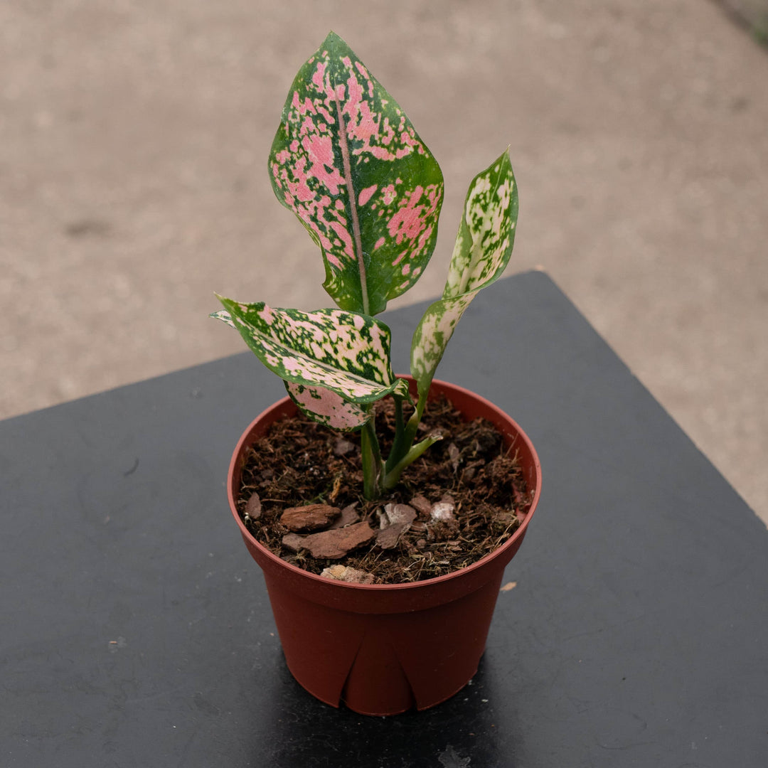 Gabriella Plants Aglaonema 4" Aglaonema 'Pink Triphet'