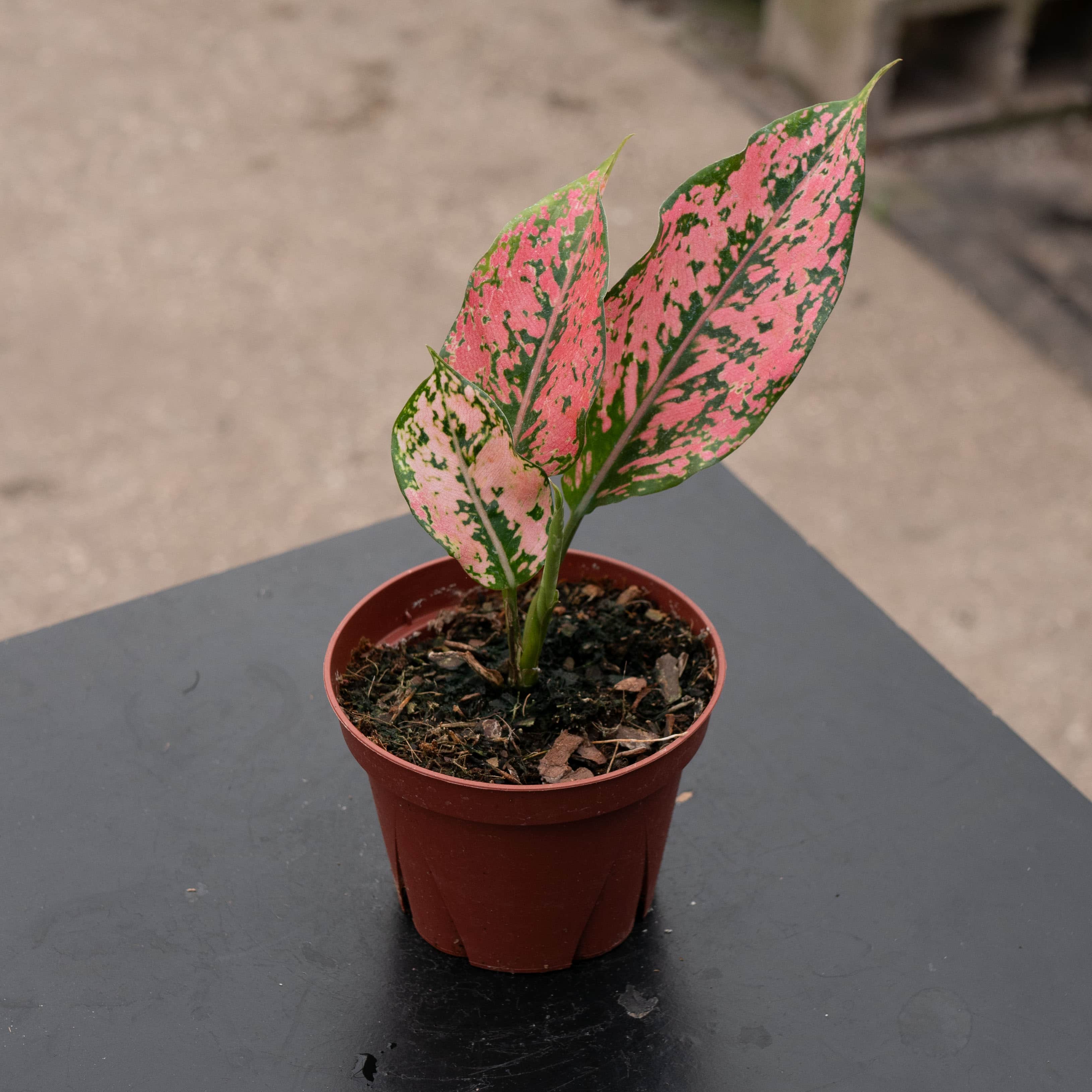 Aglaonema 'Pink Triphet' – Gabriella Plants