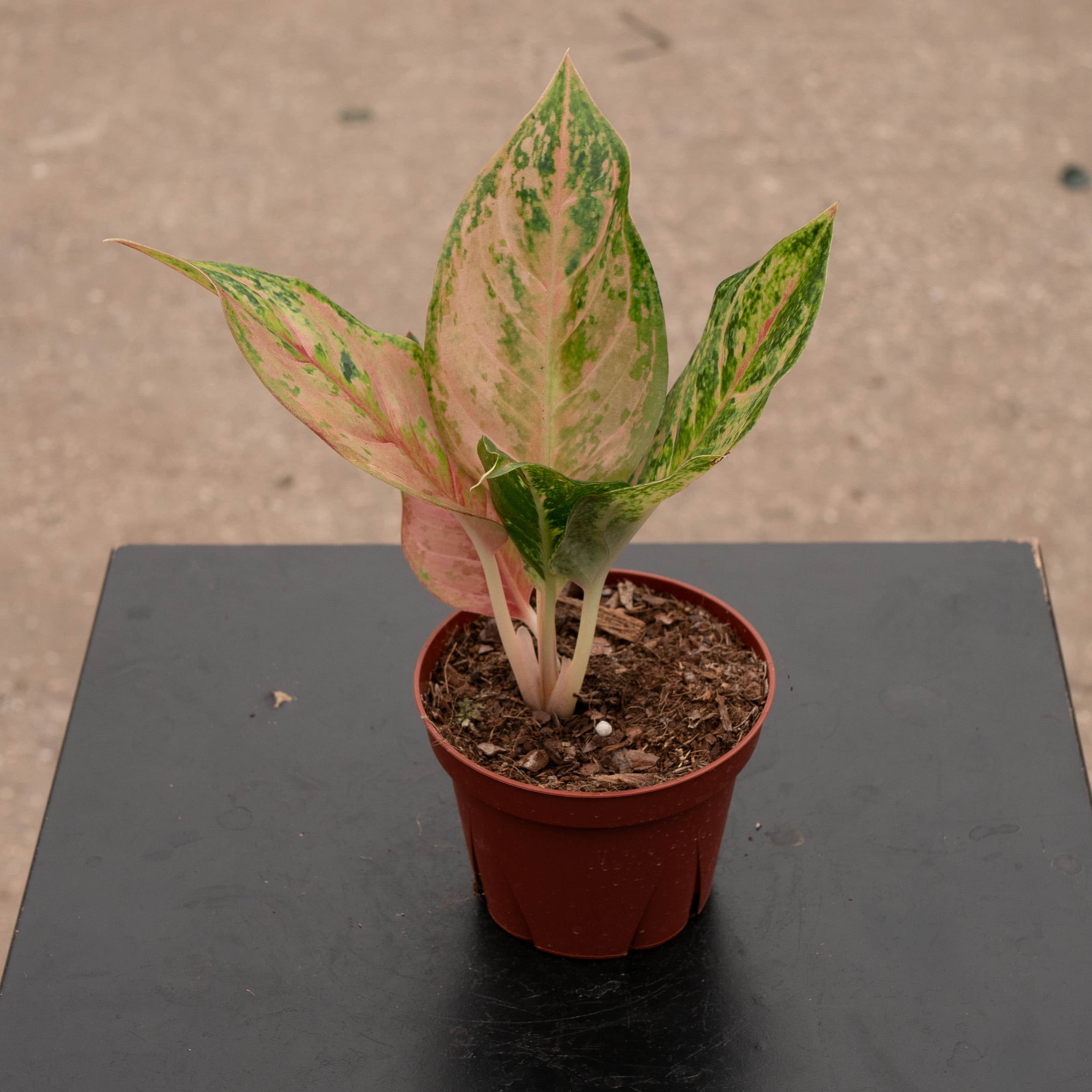 aglaonema for sale philippines Aglaonema 'Prakaiphet'