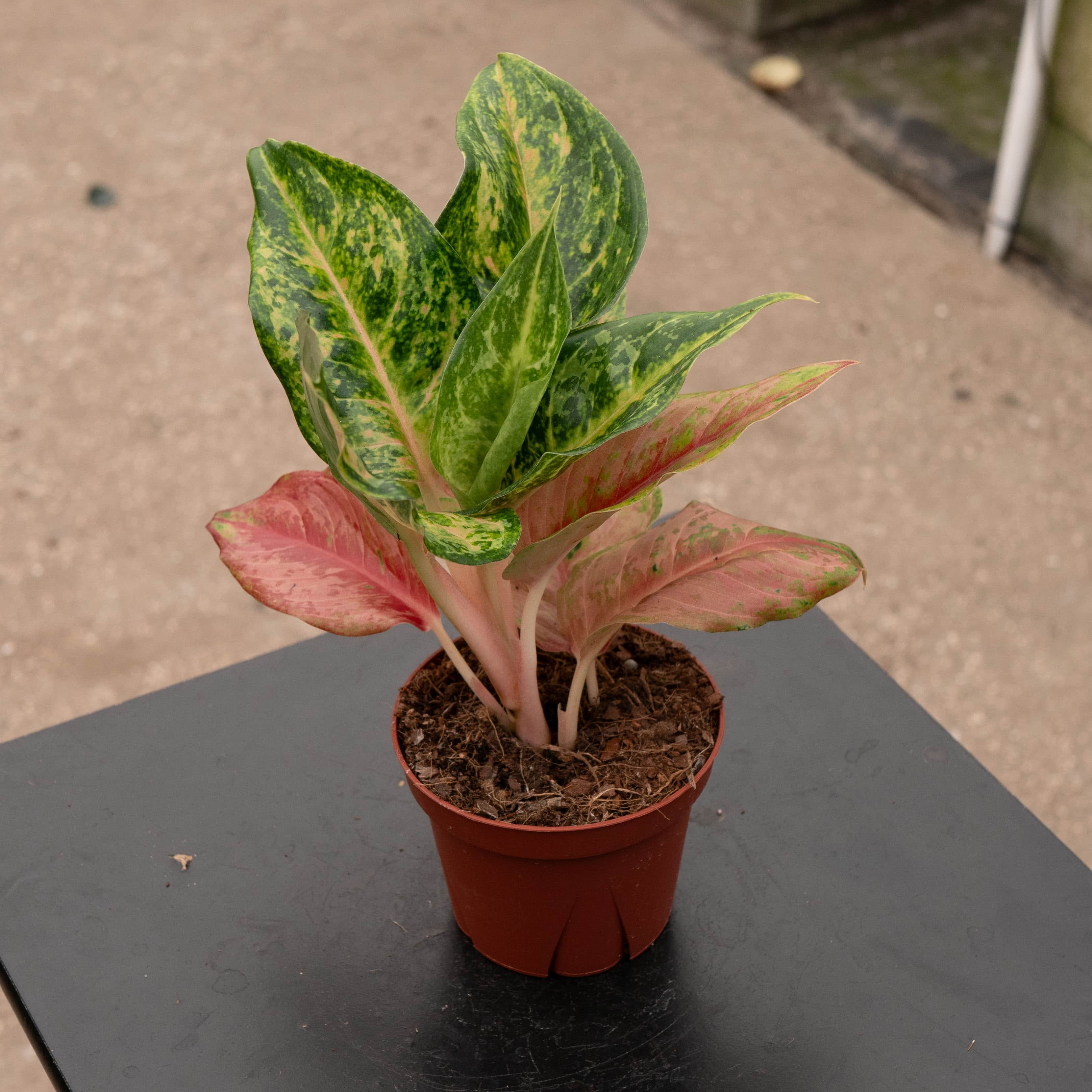 Gabriella Plants Aglaonema Prakaiphet - Thumbnail 3