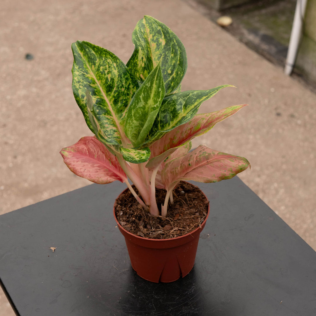 aglaonema suzy Aglaonema 'Prakaiphet'