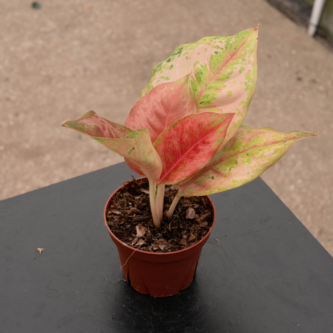 aglaonema pet safe Aglaonema 'Prakaiphet'