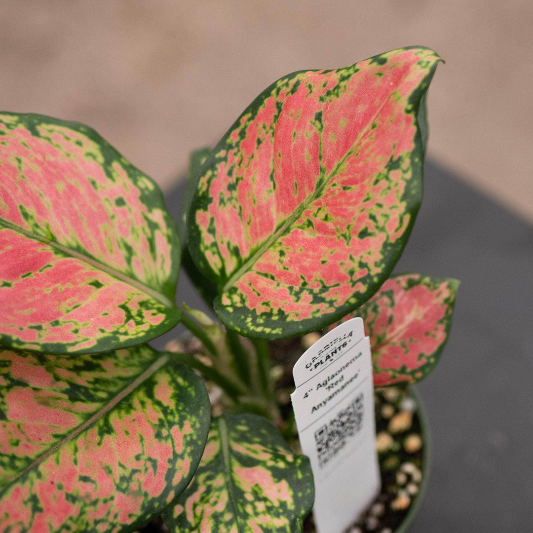Gabriella Plants Aglaonema 4" Aglaonema 'Red Anyamanee'