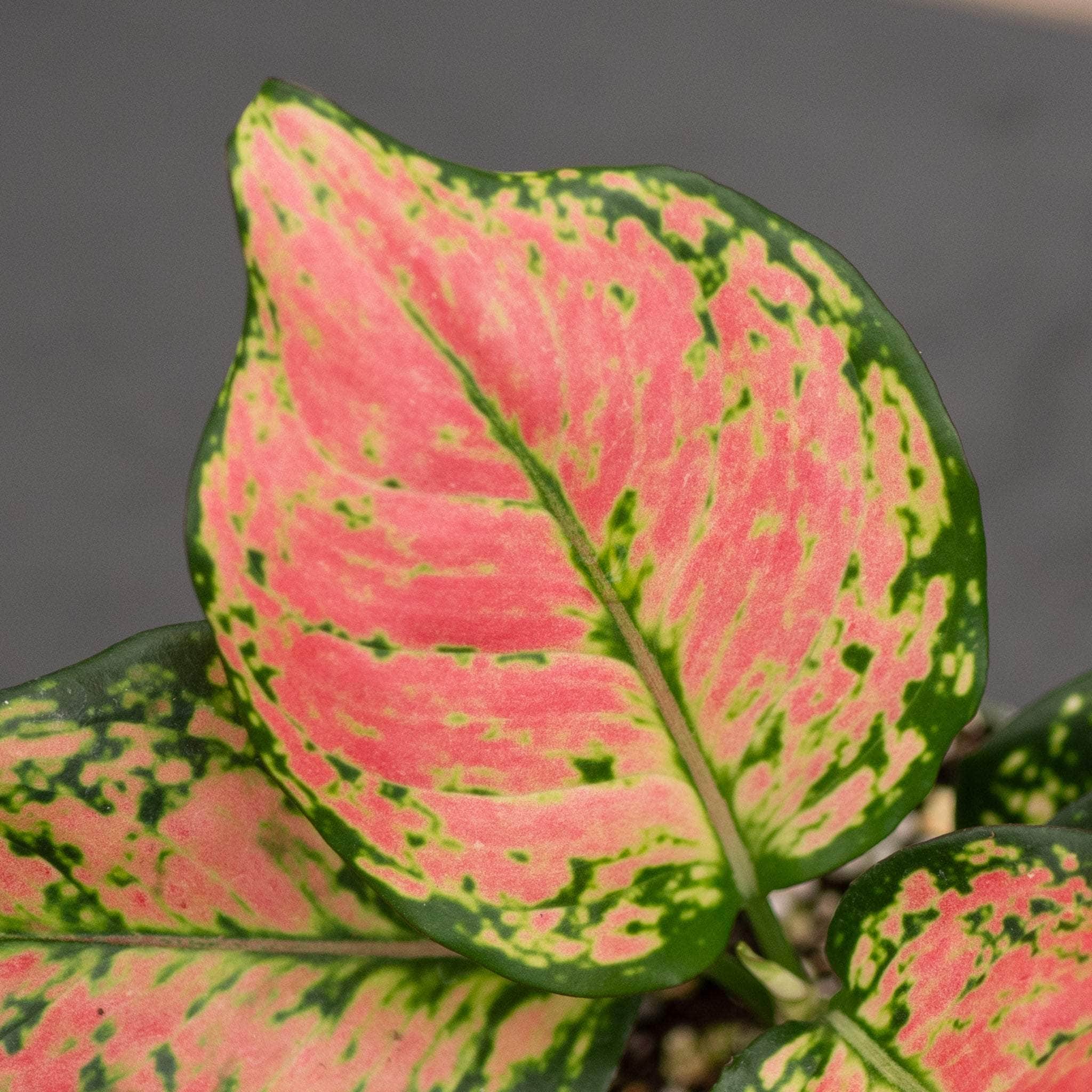 Aglaonema 'Red Anyamanee' - Gabriella Plants