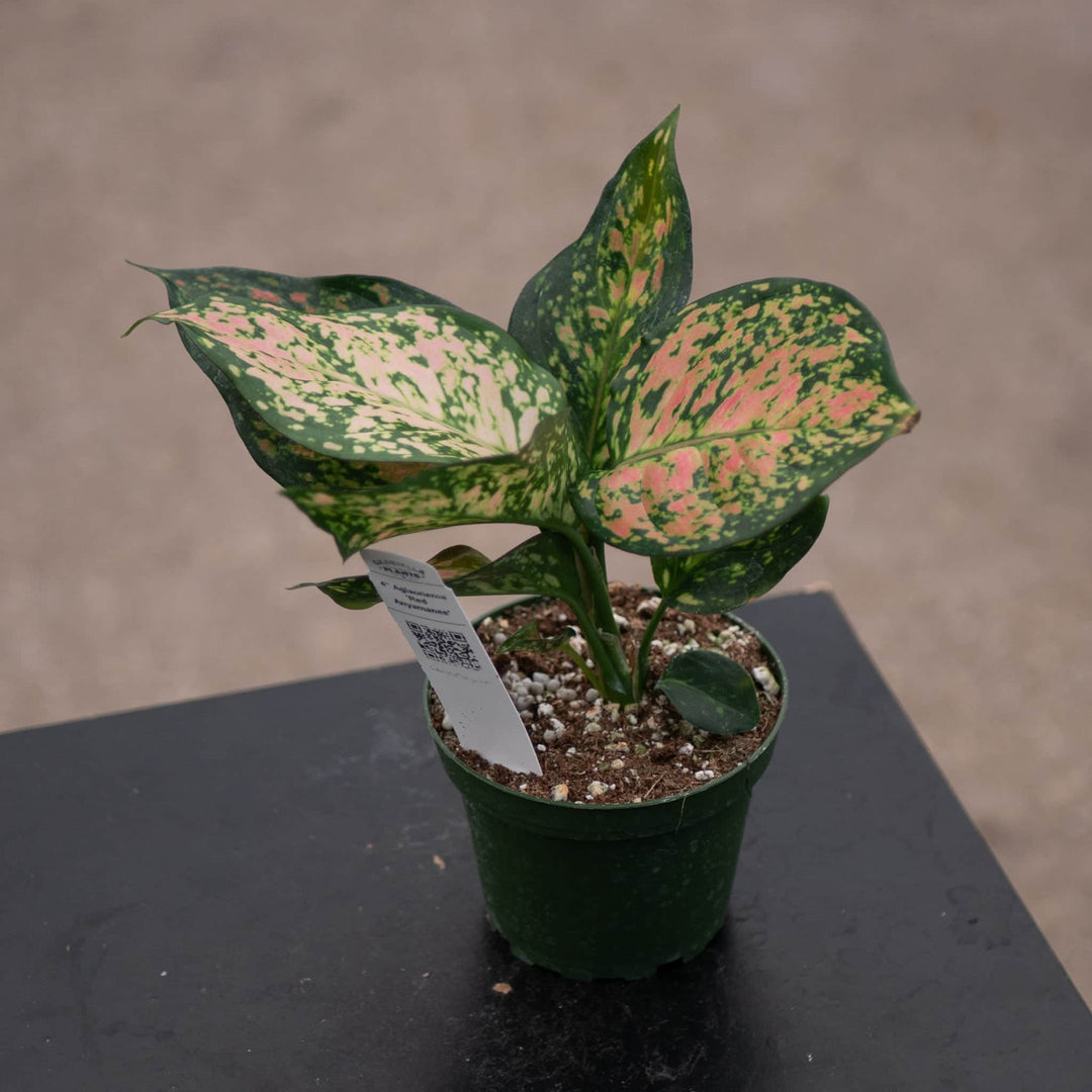 aglaonema strawberry shortcake Aglaonema 'Red Anyamanee'
