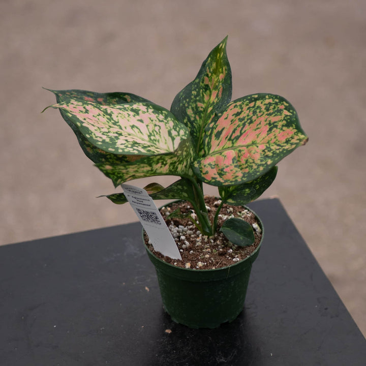 Gabriella Plants Aglaonema 4" Aglaonema 'Red Anyamanee'