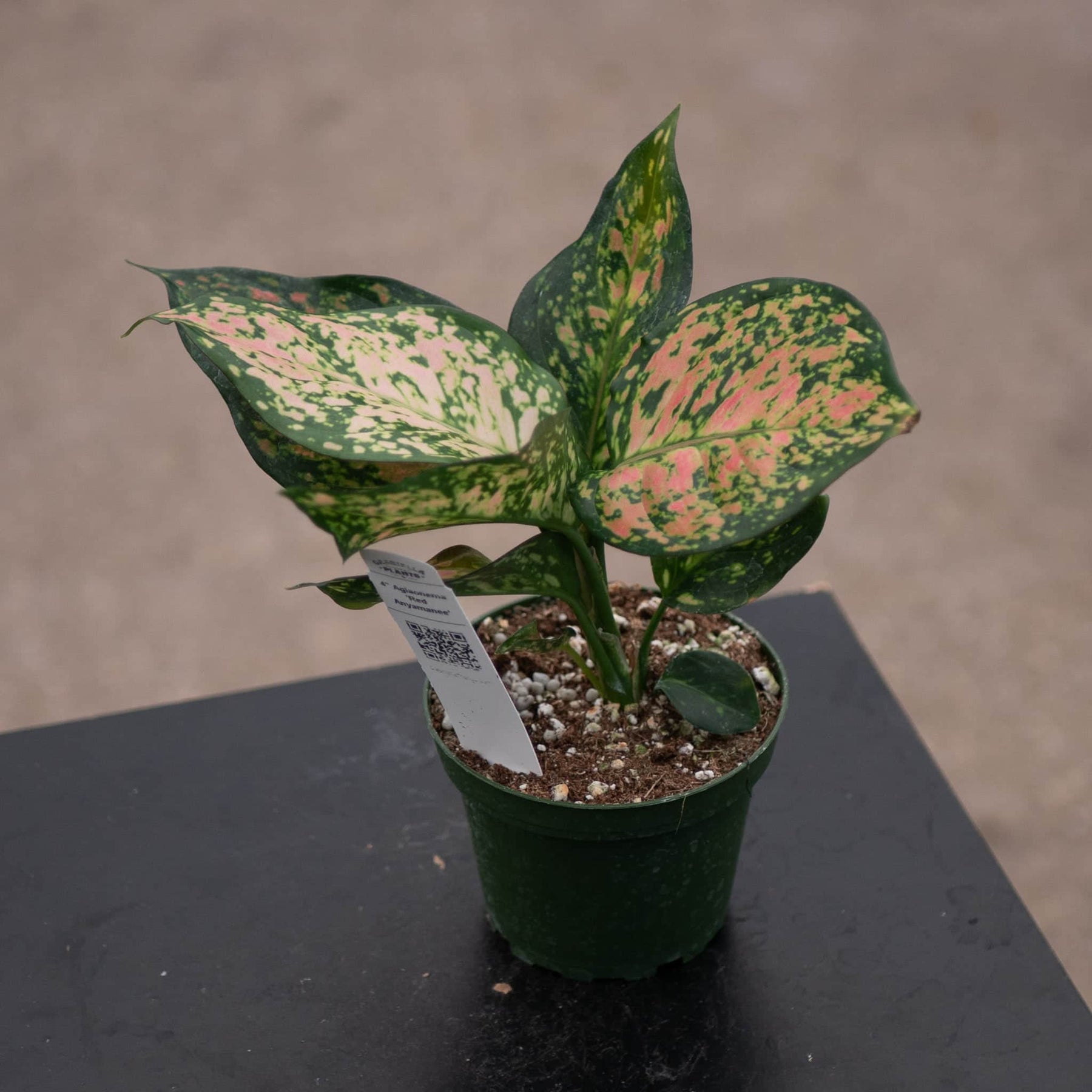 aglaonema enferma Aglaonema 'Red Anyamanee'