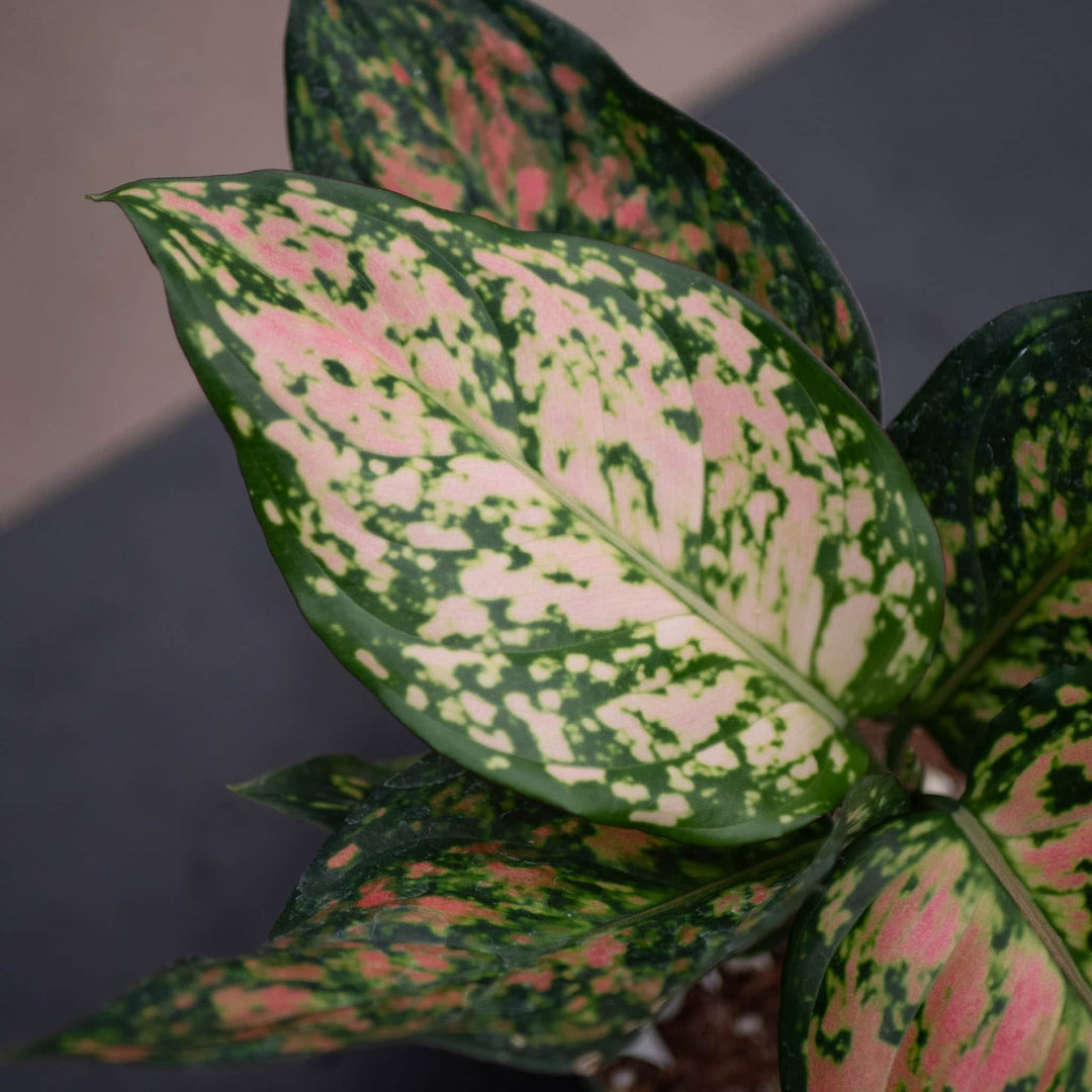 aglaonema anyamanee care Aglaonema 'Red Anyamanee'